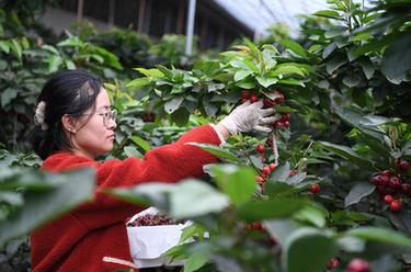 遼寧大連:櫻桃采收忙