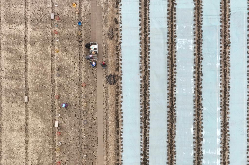 河北水稻主產(chǎn)區育秧忙