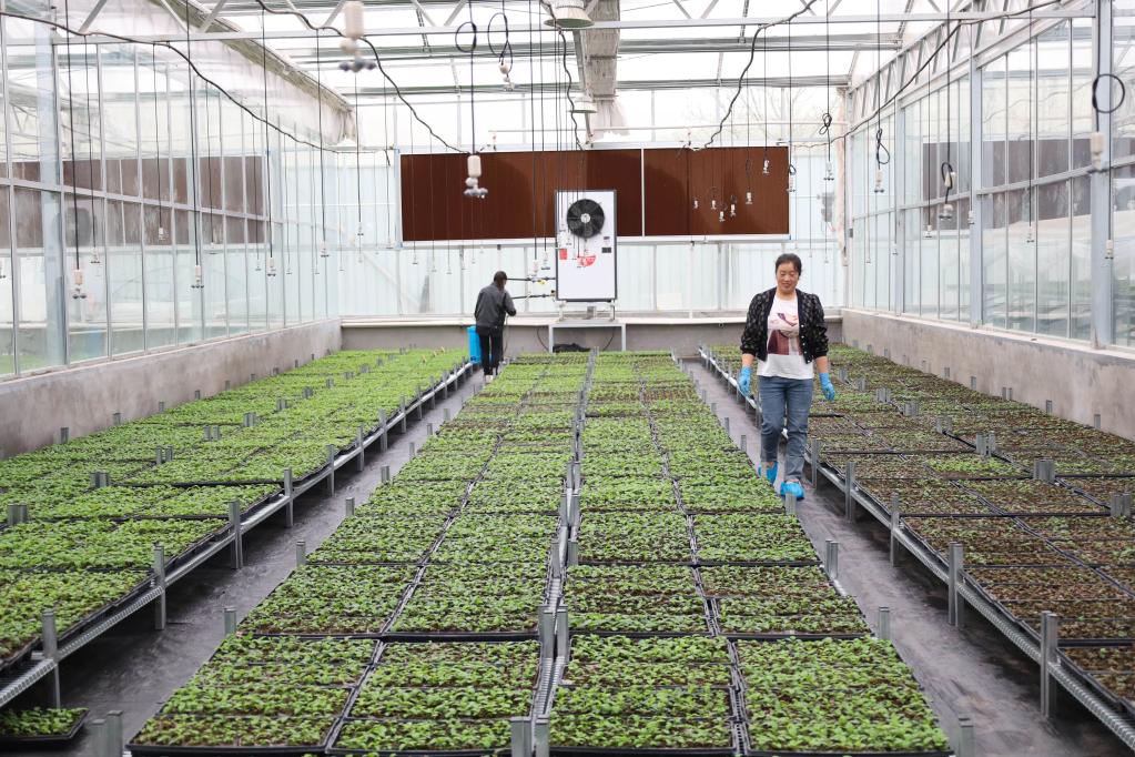 甘肅靜寧:蘋(píng)果“鏈”上忙