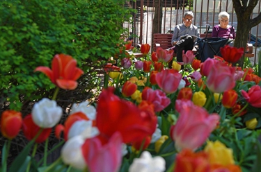 紐約:郁金香盛開(kāi)