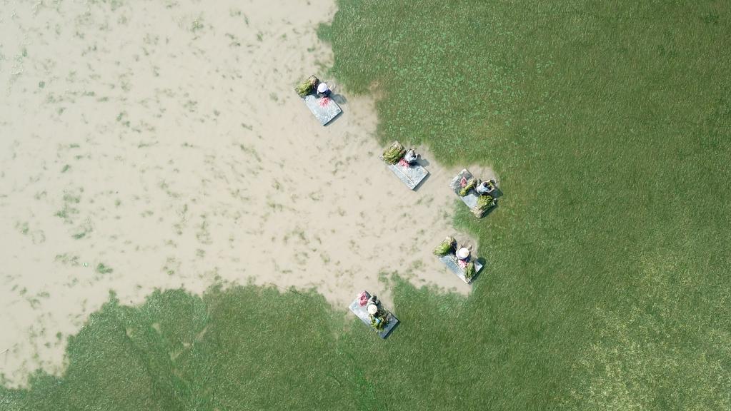 世界地球日：從“水下荒漠”到“水下森林”，走進(jìn)“洞庭之心”大通湖