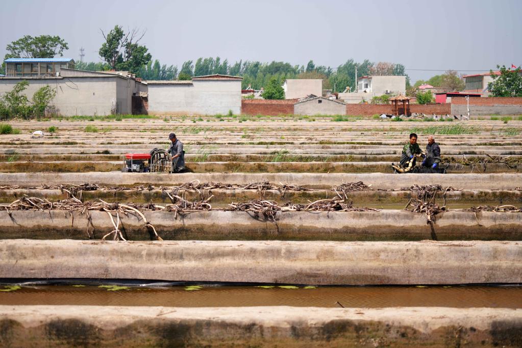 河北邢臺:蓮藕種植助農增收促振興