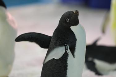 冰城“新星”到:黑龍江省首次引進(jìn)阿德利企鵝