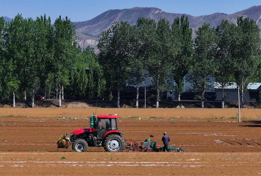 河北灤州：暮春時(shí)節播種忙