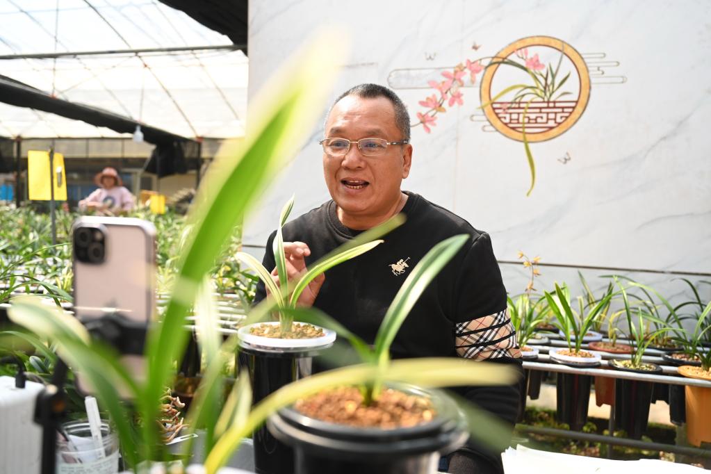 根植“沃土” 創(chuàng )新“觸網(wǎng)”——在閩臺農用蘭花鋪就鄉村致富路