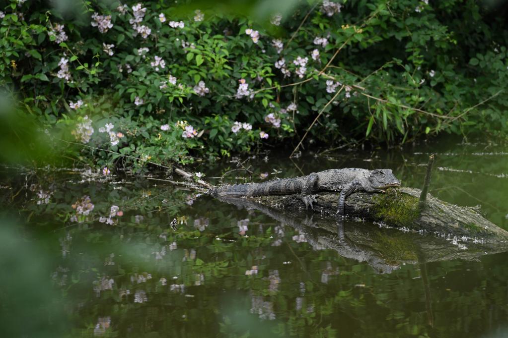 尋蹤長(cháng)江“活化石”
