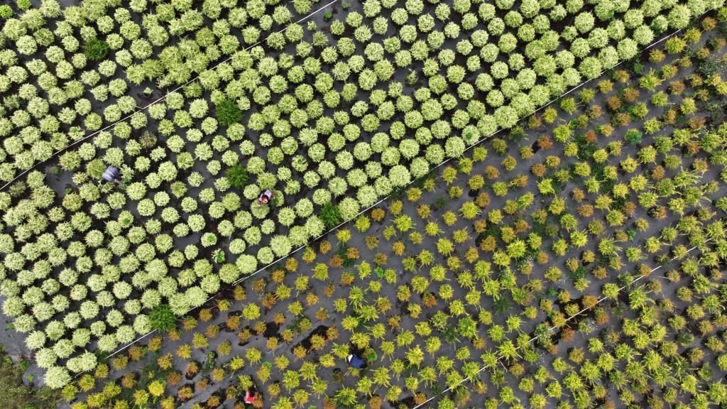 貴州黃平：“美麗經(jīng)濟”撐起鄉村振興一片天