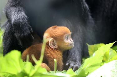 廣州長(cháng)隆黑葉猴家族“雙喜臨門(mén)”