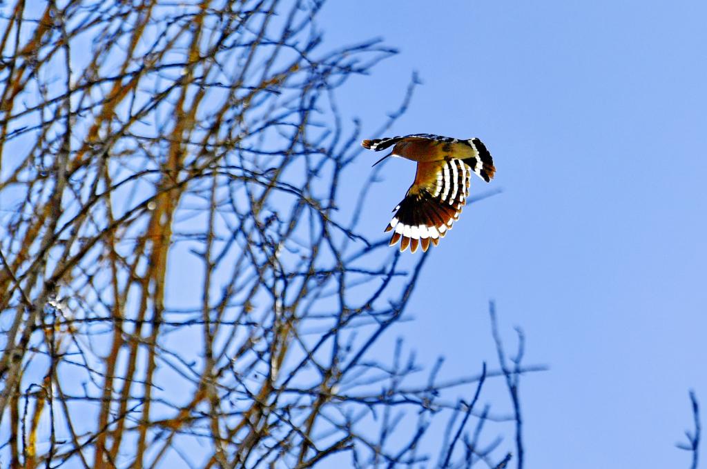 拉薩:樹(shù)綠鳥(niǎo)歡生態(tài)好