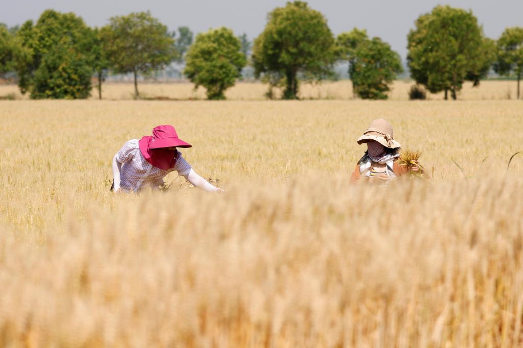 江蘇泗洪:麥田除雜迎豐收