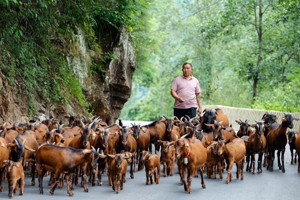 大巴山里“黃金產(chǎn)業(yè)”助力鄉村振興