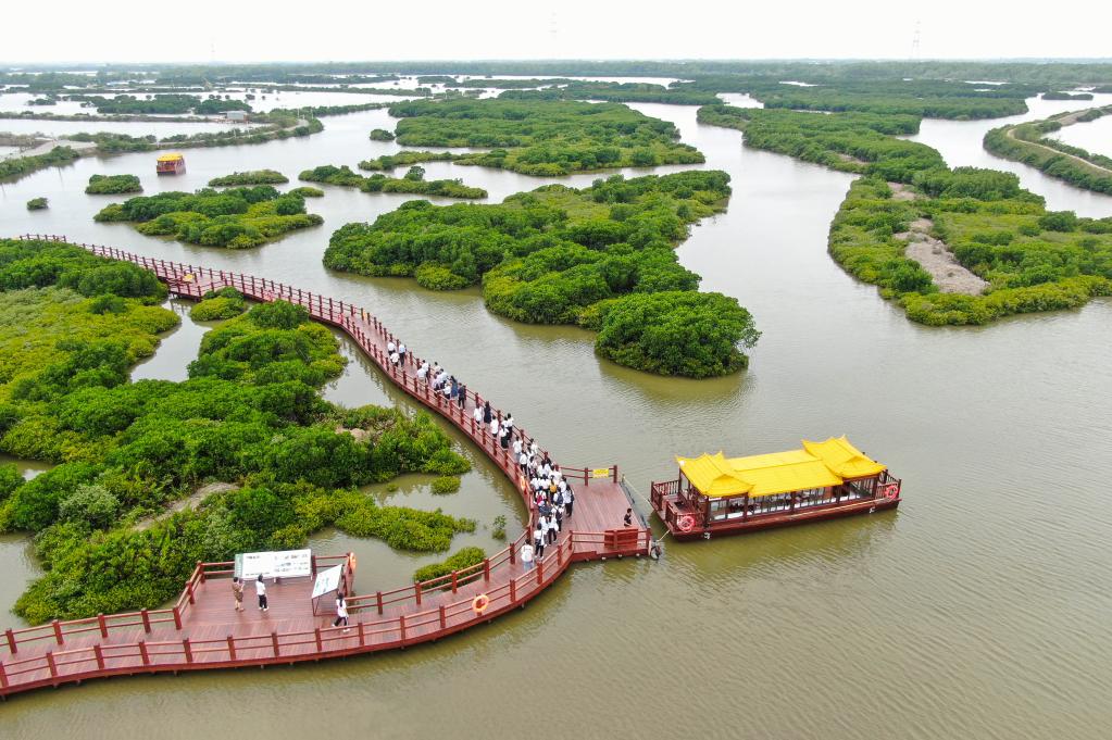 “紅樹(shù)林之城”展現生態(tài)和諧之美