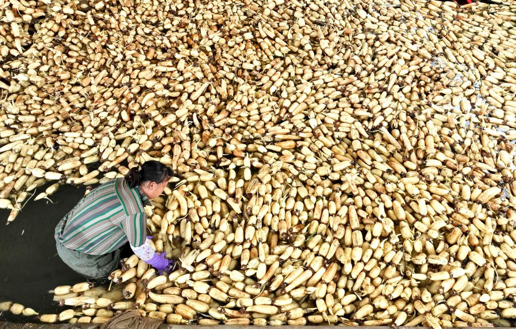 廣西柳江:蓮藕豐收