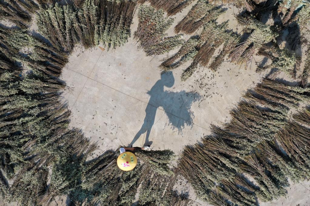 湖南常寧:特色艾草產(chǎn)業(yè)助增收