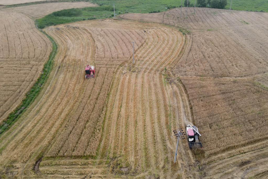 安徽繁昌：長(cháng)江沿岸夏收忙