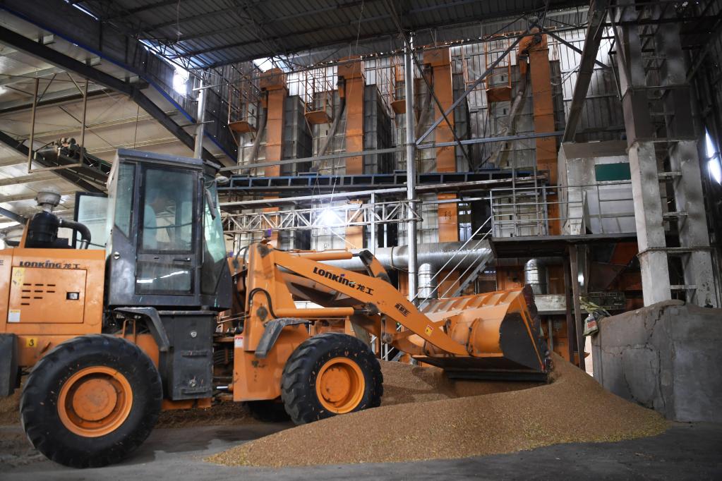 搶收、晾曬、烘干——豫南夏收一線(xiàn)見(jiàn)聞