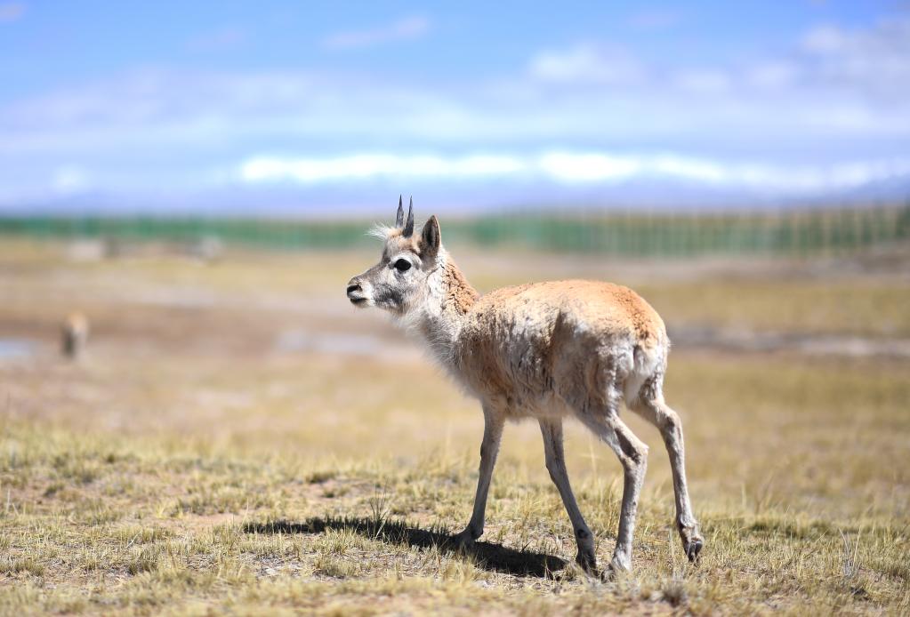 新華全媒＋丨學(xué)好成長(cháng)與堅強——走進(jìn)可可西里藏羚羊“幼兒園”