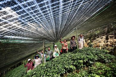 云南文山:發(fā)展三七種植 助力鄉村振興