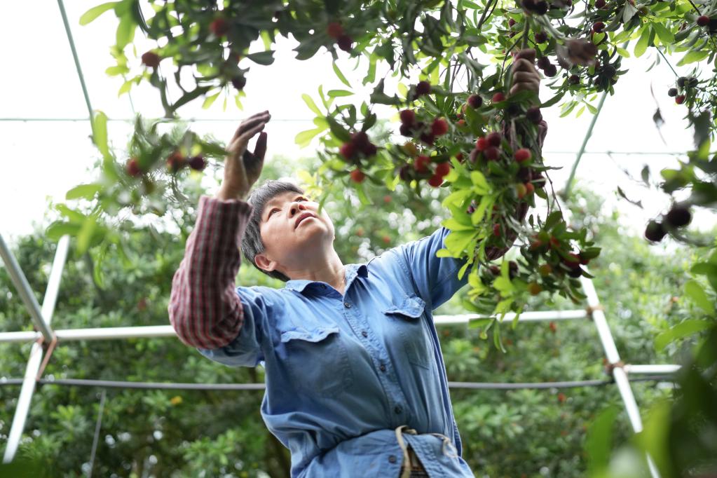 浙江余姚:楊梅生產(chǎn)忙