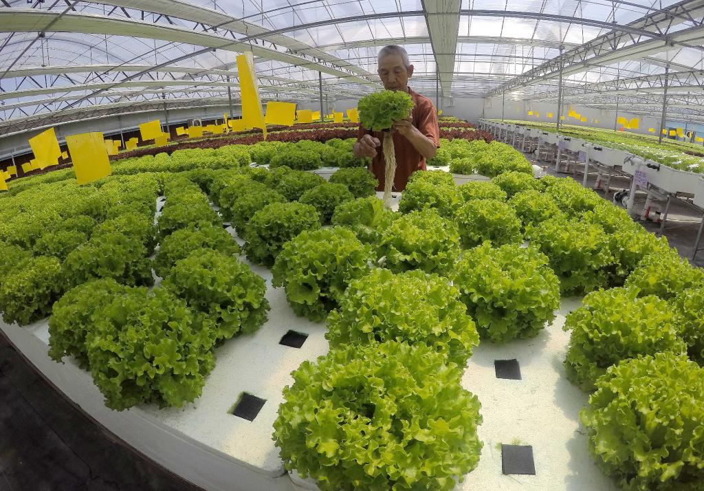 石家莊藁城:高效現代農業(yè)賦能鄉村產(chǎn)業(yè)振興