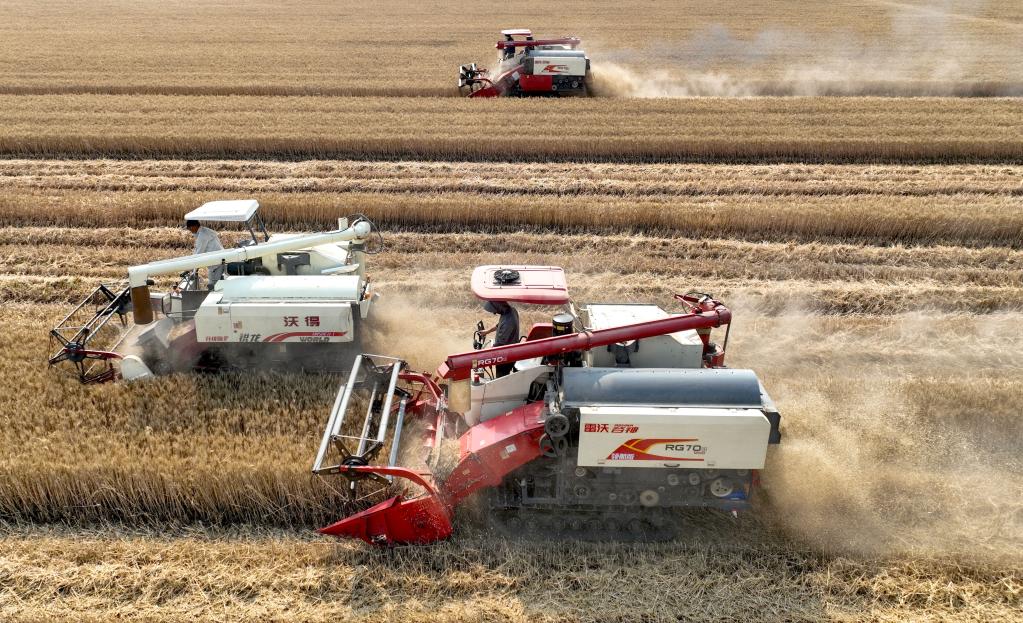 安徽:“三夏”時(shí)節麥收忙