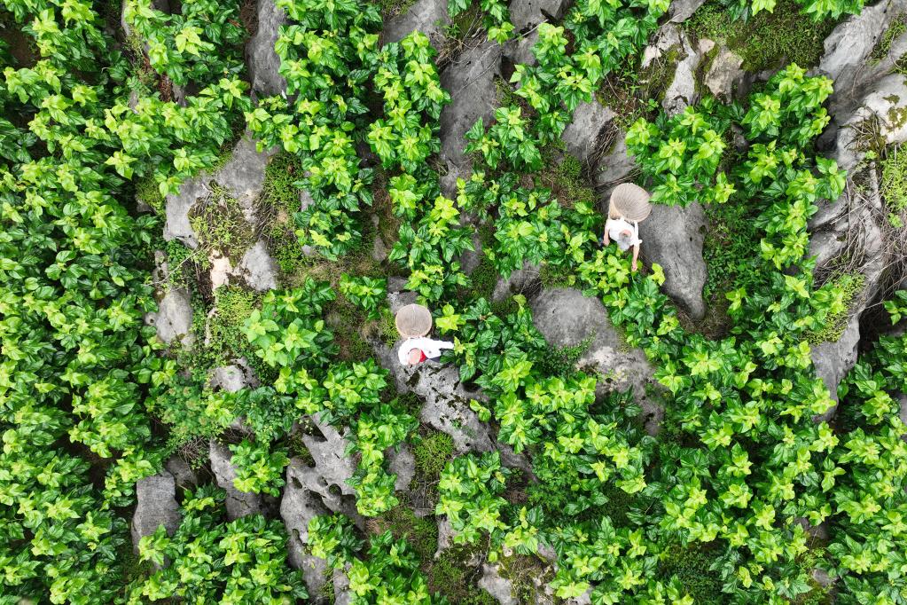 重慶黔江: 栽桑治石漠 養蠶富農家