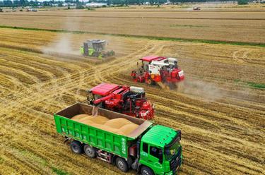 搶抓農時(shí)收小麥