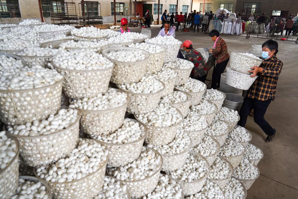 山東泰安:蠶繭豐收購銷(xiāo)忙