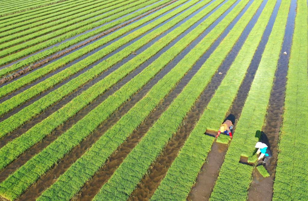 搶抓農時(shí)插秧忙