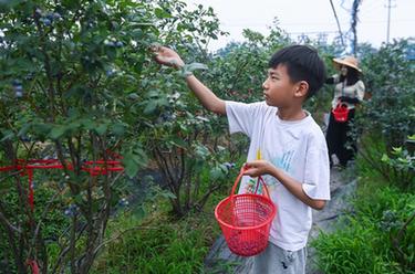 浙江長(cháng)興:“采摘游”助力特色鄉村旅游發(fā)展