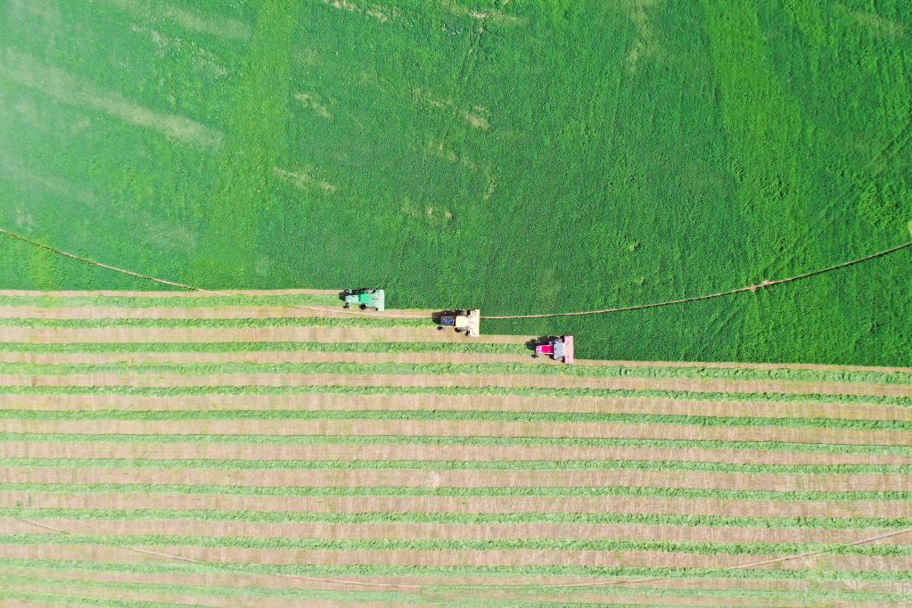 呼和浩特：優(yōu)質(zhì)飼草獲豐收
