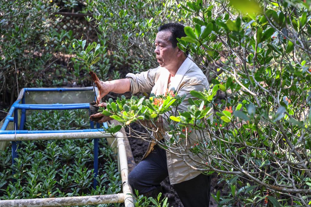 瀕危紅樹(shù)植物紅欖李背后的守護