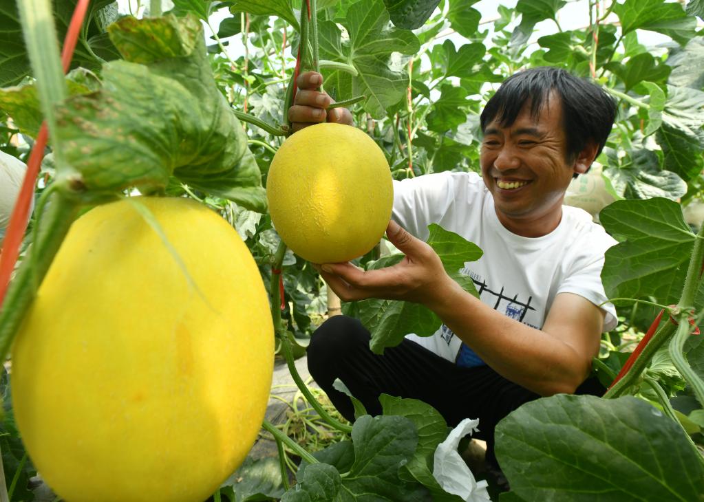 河北獻縣:高效設施農業(yè)助農增收