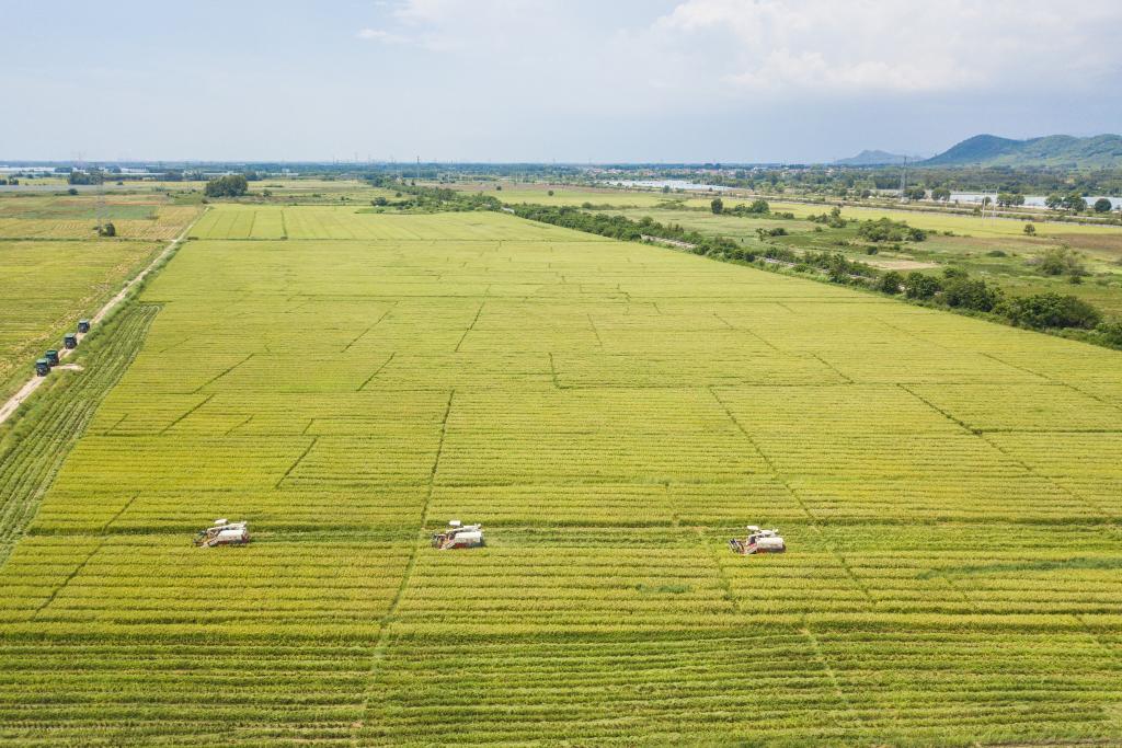 新華全媒+丨海南東方:夏收在孕育希望的田野