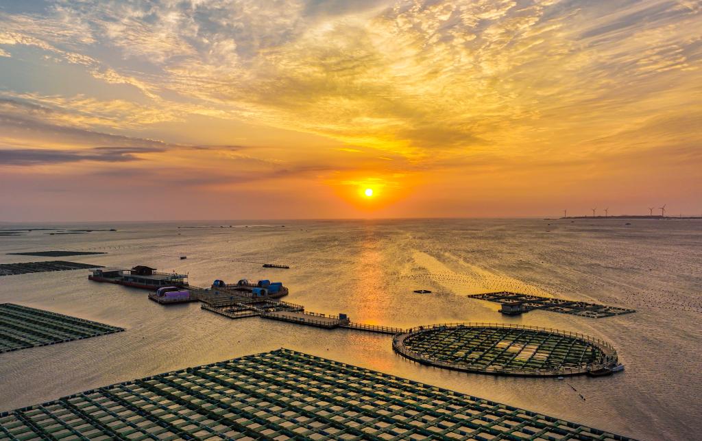 山東榮成:海洋牧場(chǎng)朝霞如畫(huà)