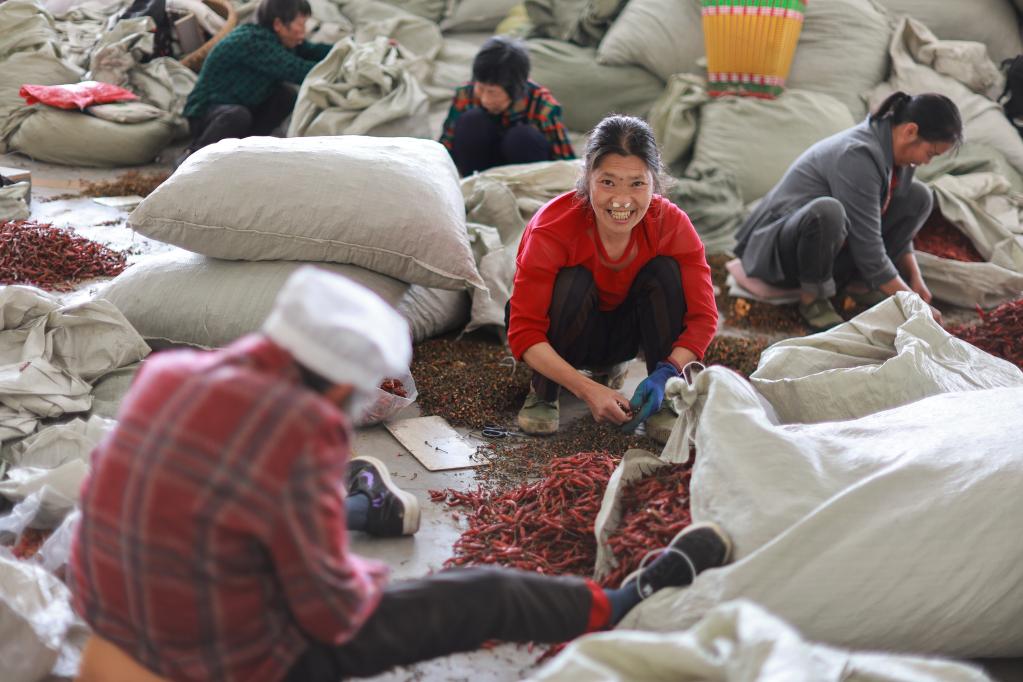 探訪(fǎng)貴州遵義“中國辣椒城”