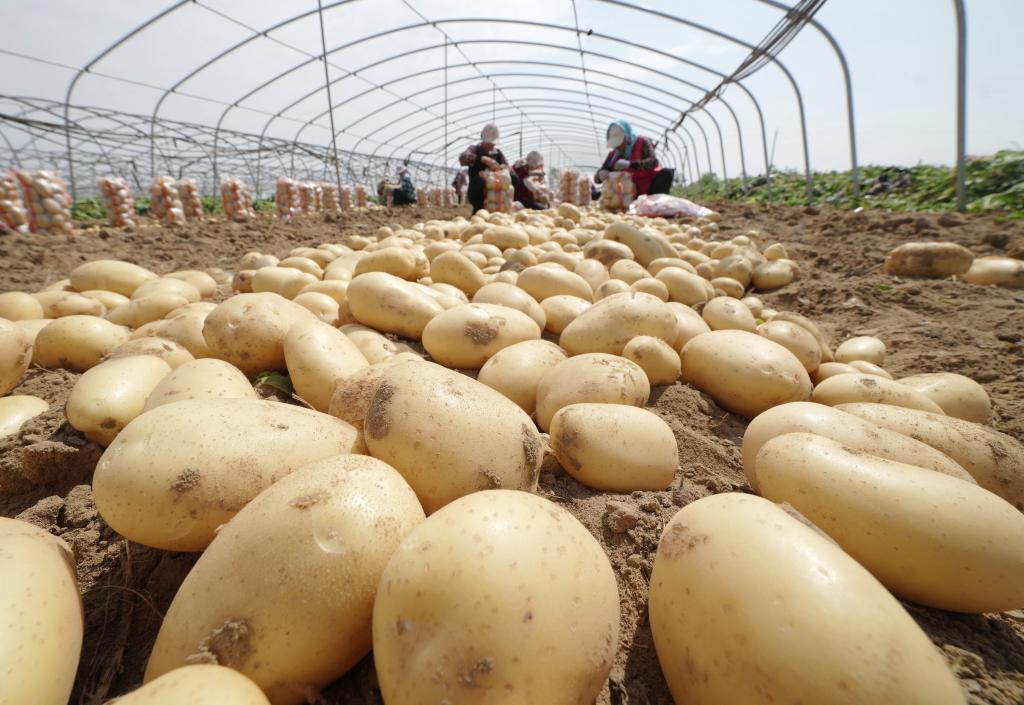 河北昌黎:馬鈴薯收獲忙