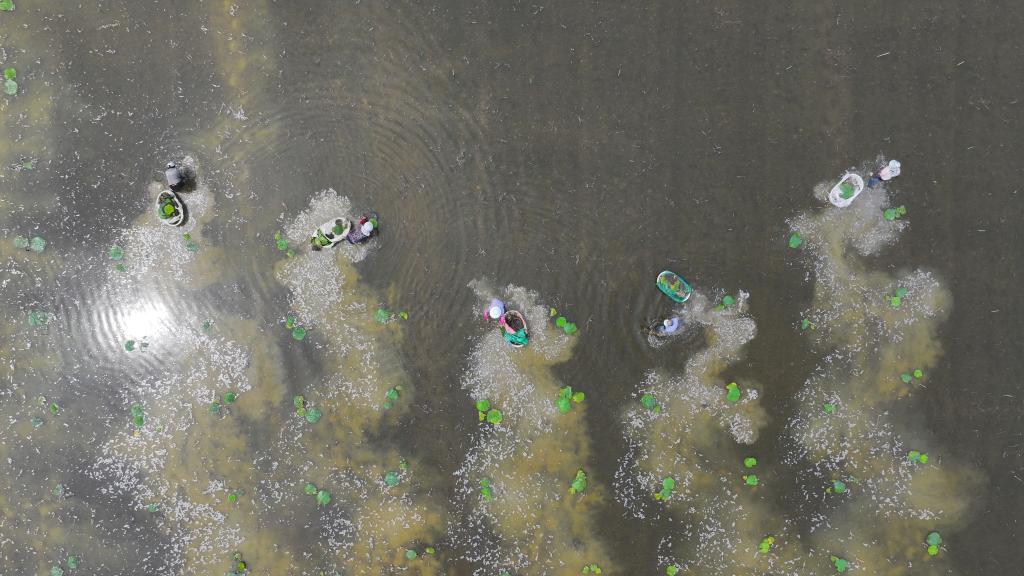 江蘇洪澤:移栽芡實(shí) 助農增收