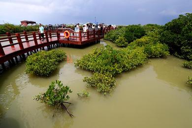 高質(zhì)量發(fā)展調研行丨廣東湛江:將紅樹(shù)林打造成綠美廣東新亮點(diǎn)
