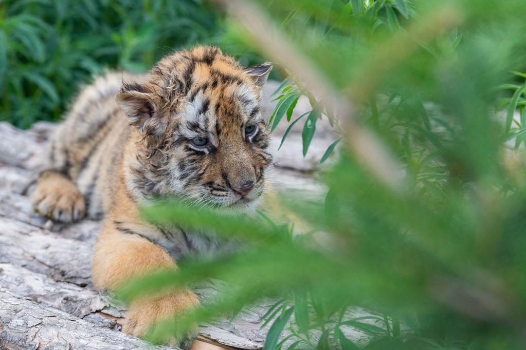 黑龍江:東北虎幼崽茁壯成長(cháng)