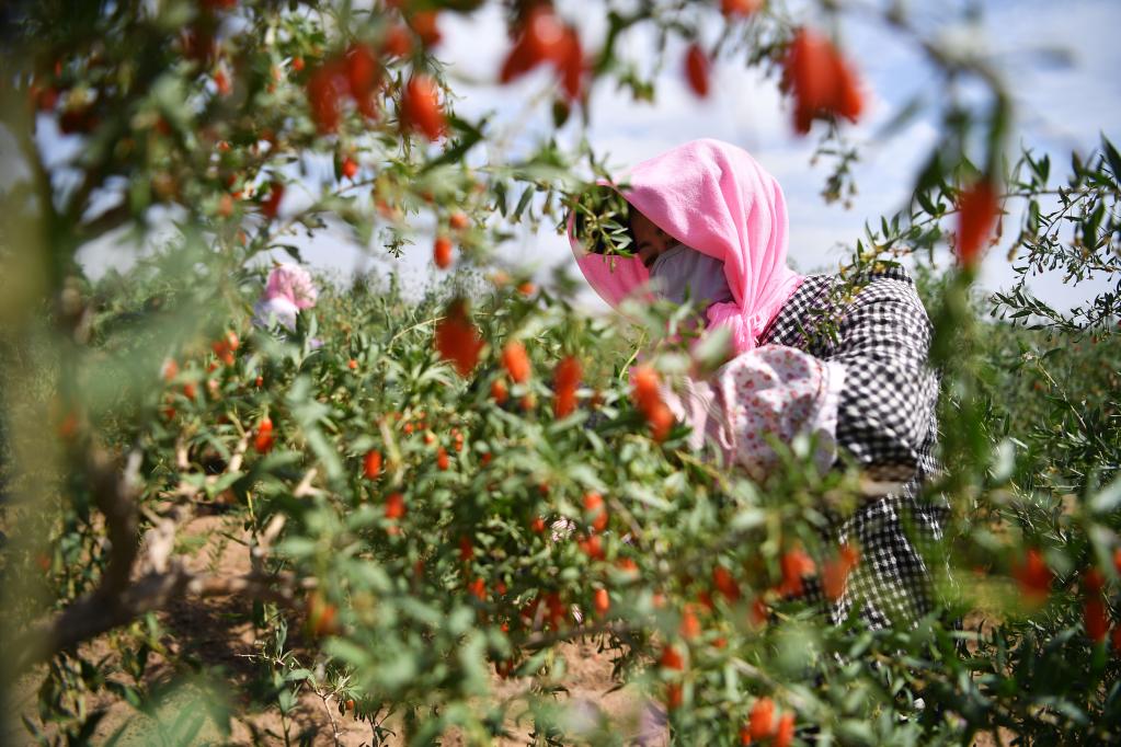 寧夏:頭茬枸杞采摘忙