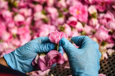 四川小金:玫瑰花鋪出致富路