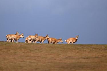 在可可西里卓乃湖，“邂逅”藏羚羊