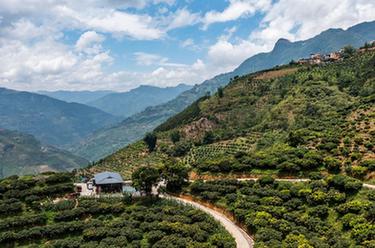 云南屏邊:荔枝飄香迎豐收