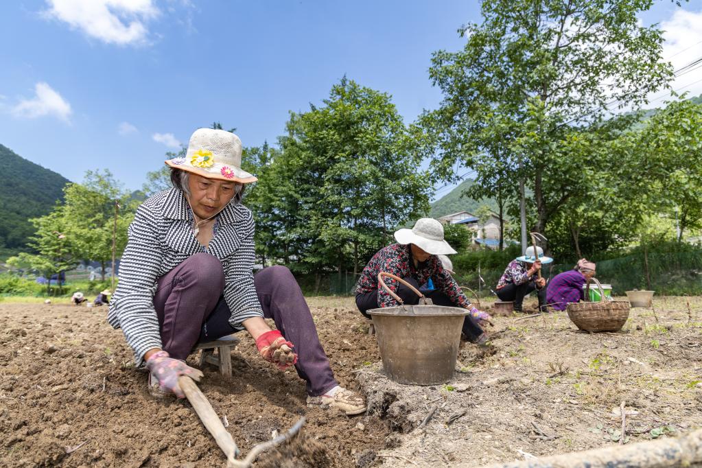 重慶巫溪:“小貝母”長(cháng)成致富“大產(chǎn)業(yè)”