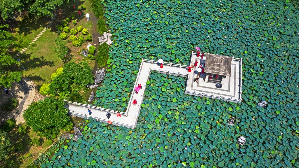 詩(shī)意中國丨荷花宮樣美人妝，荷葉臨風(fēng)翠作裳