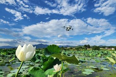 湖南常寧:“空中管護”保豐收