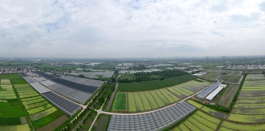 上海:“練塘茭白”進(jìn)入夏收旺季