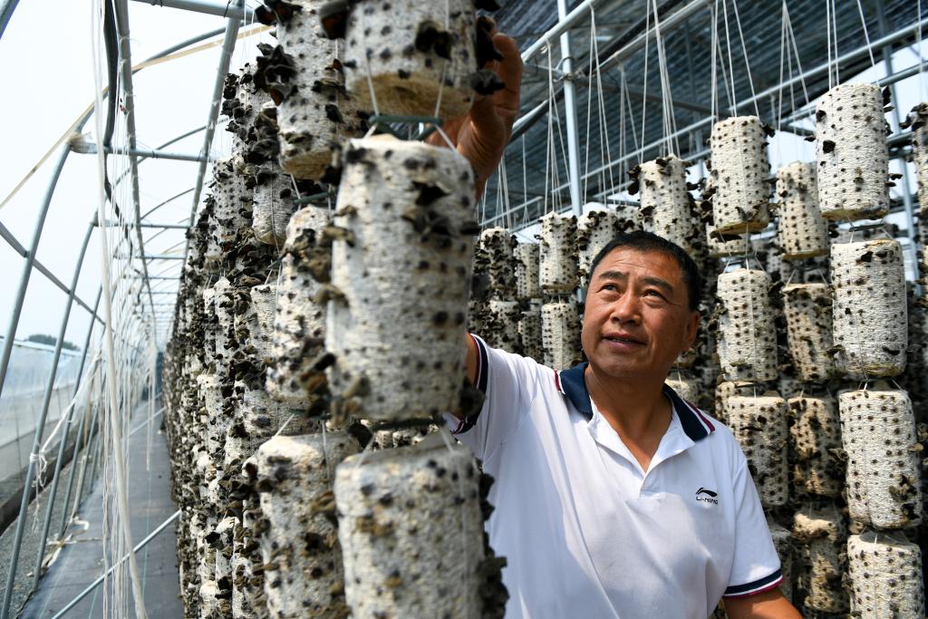 內蒙古扎蘭屯：黑木耳產(chǎn)業(yè)助力鄉村振興