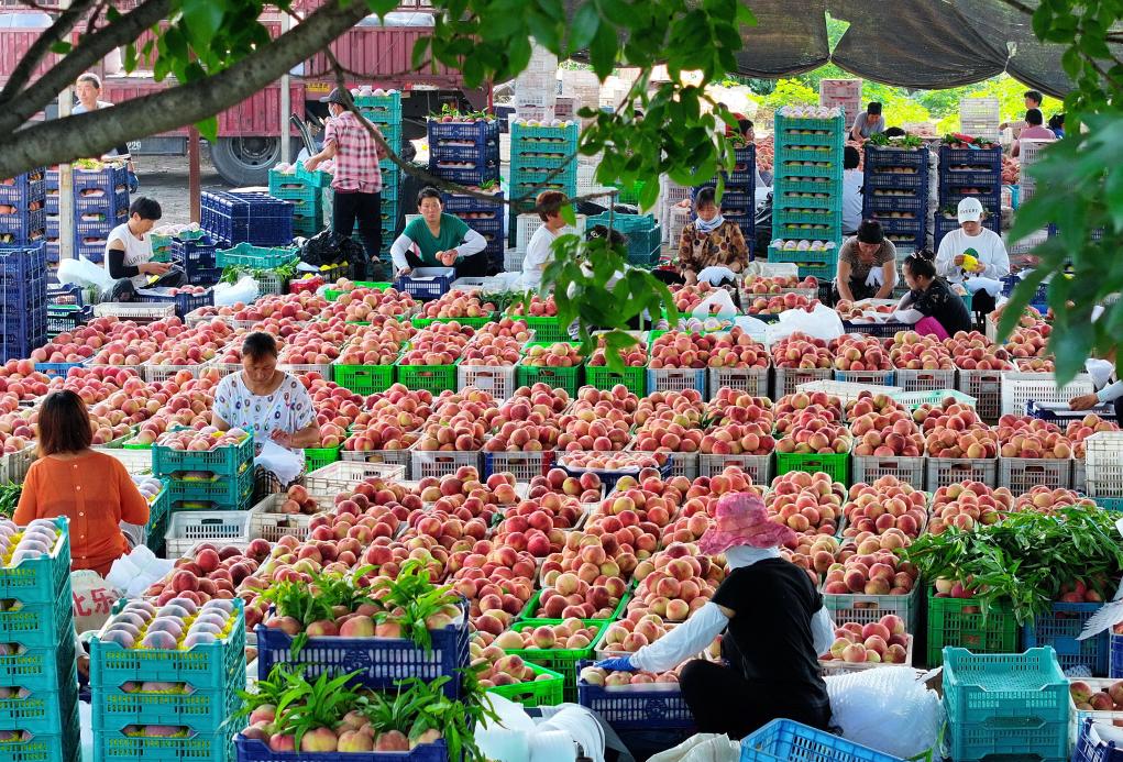 河北樂(lè )亭：鮮桃產(chǎn)業(yè)“映紅”鄉村振興路